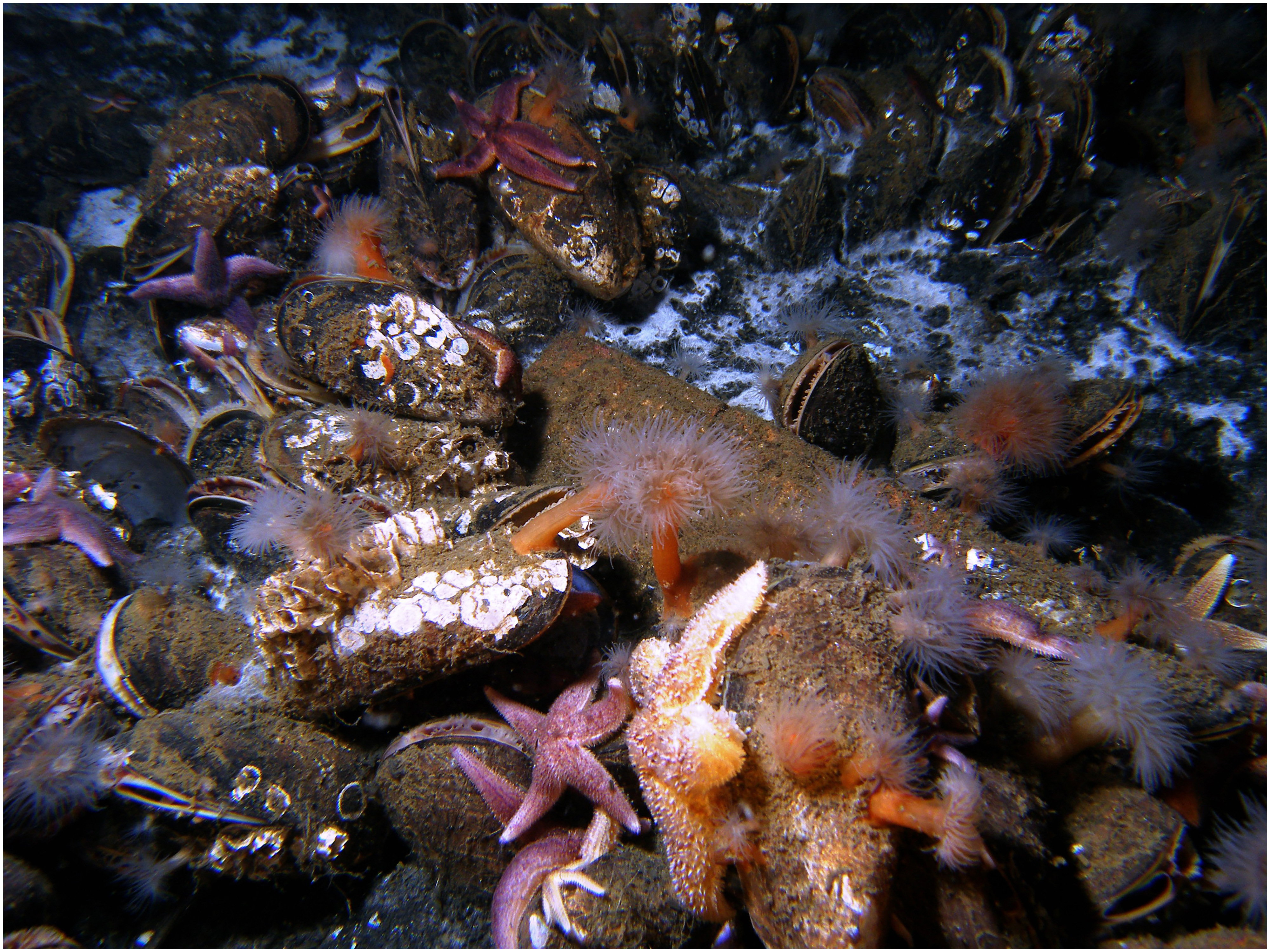 Citizen Science